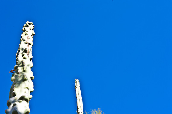 0031_La_Arizona_5L8Y5338