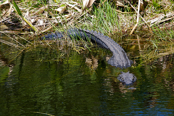 84673_ZV4N_1384_Everglades_Shark_Valley_FL_USA