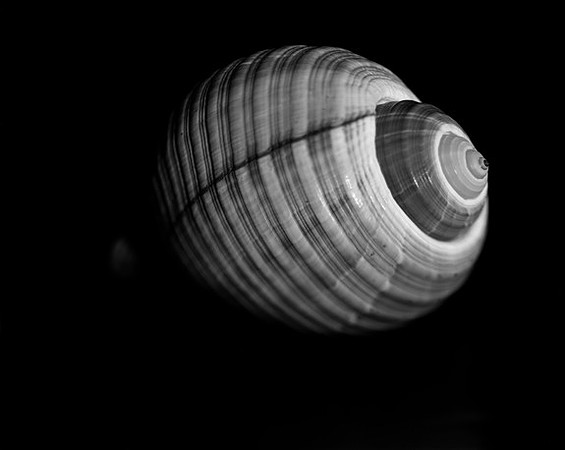 42422_Shells