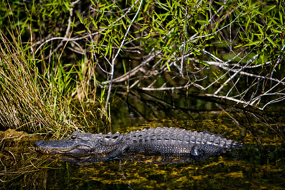 84673_ZV4N_1399_Everglades_Shark_Valley_FL_USA