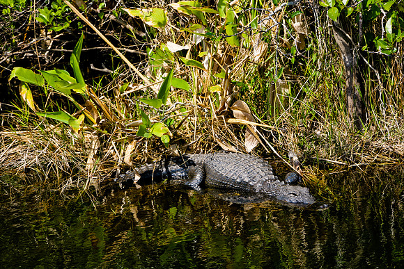 84673_ZV4N_1413_Everglades_Shark_Valley_FL_USA