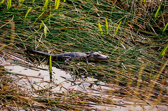 84694_EVERGLADES 33942__Azuley-R8-15