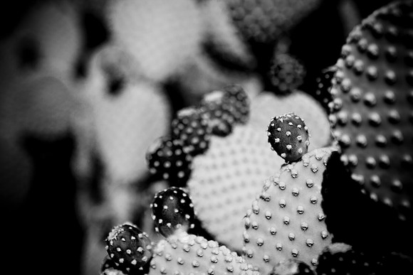 0031_La_Arizona_5L8Y5254