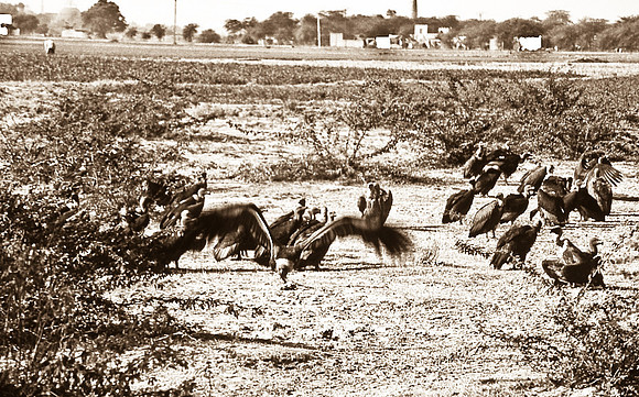 47305_SL_COLOR_INDIA_1987_7