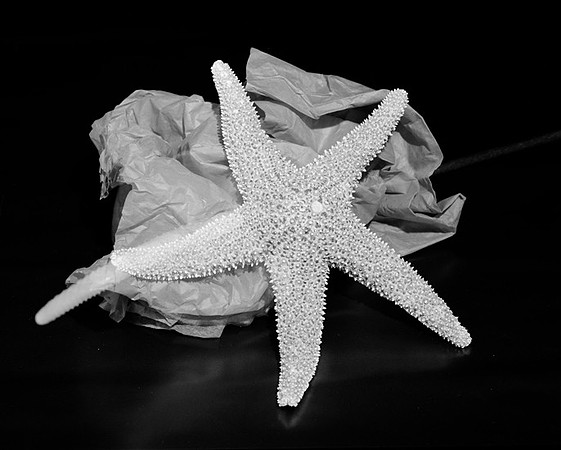 4754_1_Shells_Mix_05