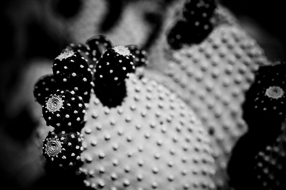 0031_La_Arizona_5L8Y5258