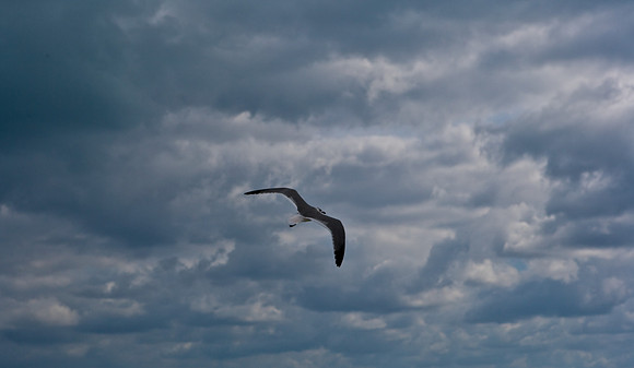 85503_ZV4N0105