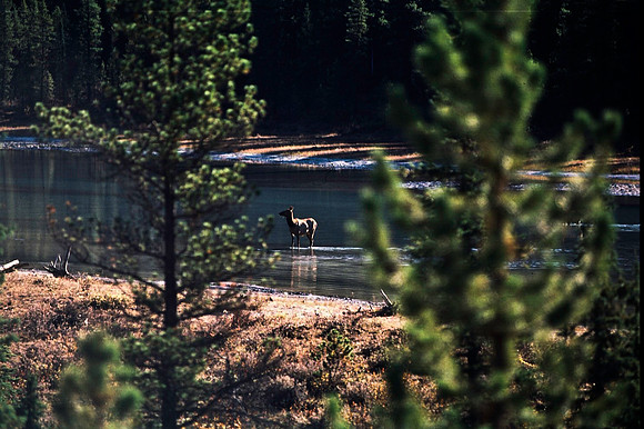 06835_B19_SL_COLOR_ATHABASCA_FALLS_ONE_OF_JASPER_NAT_PARK_BC_WS_97_19.jpg