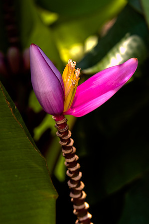 84775_DSC_0109_Fairchild_Garden_Miami_FL_USA