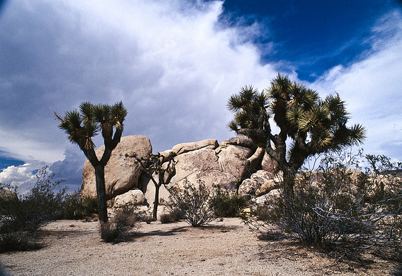 47912_B17_SL_COLOR_JOSHUA TREE_CA_97_32.jpg