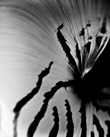 42436_FM_4X5_BW_NATNAUT_SHELLS_FL_04_04.jpg