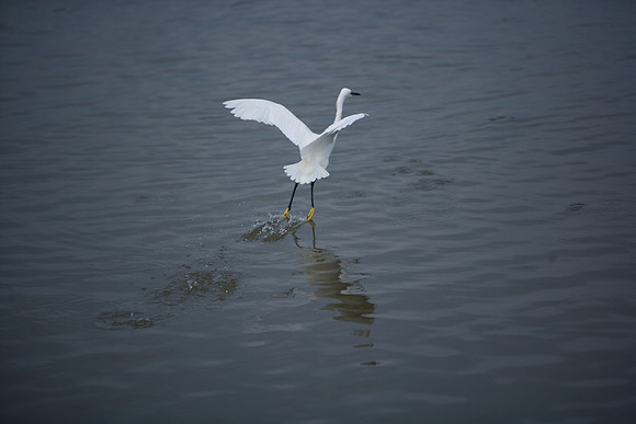 85545_ZV4N_7108_Miami_To_Sanibel_Island_FL