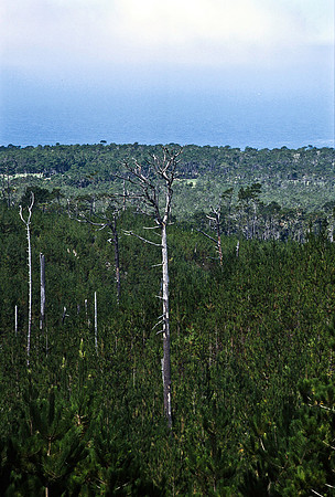 47938_B17_SL_COLOR_17M_DRIVE_CA_97_ CARMEL_CA_97_06.jpg