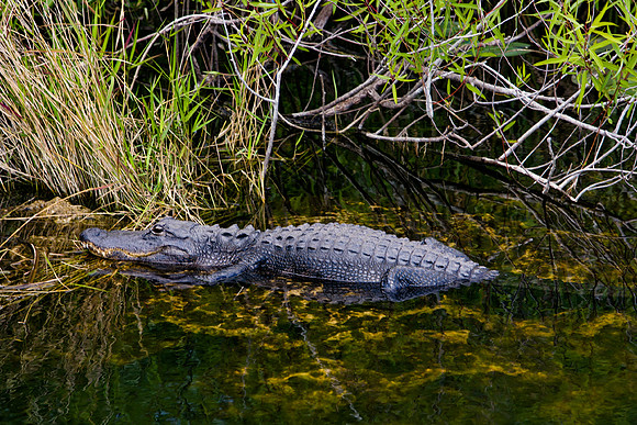 84673_ZV4N_1394_Everglades_Shark_Valley_FL_USA