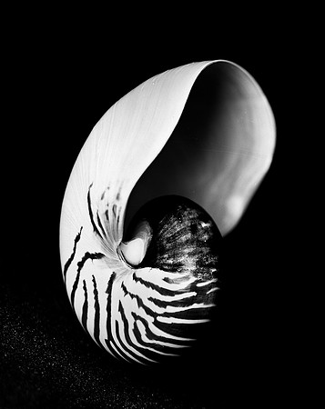 42448_FM_4X5_BW_NATNAUT_SHELLS_FL_04_02.jpg