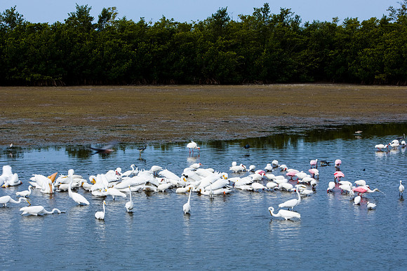 85544_ZV4N7091_Miami_To_Sanibel_Island_FL