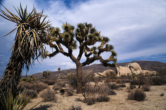 47912_B17_SL_COLOR_JOSHUA TREE_CA_97_19.jpg
