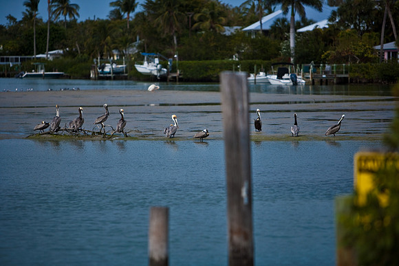 85541_ZV4N6740_Miami_To_Sanibel_Island_FL