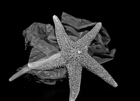 4754_FM_4X5_BW_SHELLS_MIX_FL_04_01.jpg