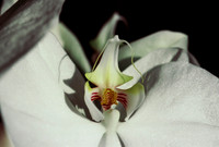 84577_SL_COLOR_WHITE_ORCHID_FL_06_31.tif