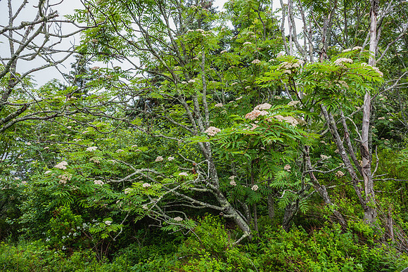 20060627_Maine_ZV4N0977