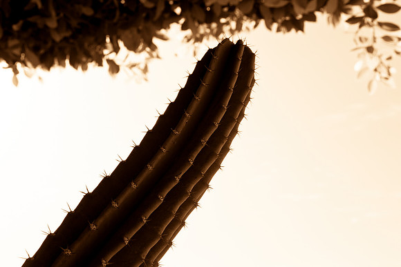 0031_La_Arizona_5L8Y5138-2
