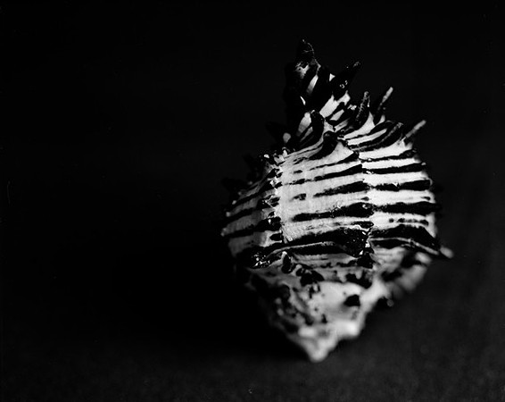 42455_Black_Murex_Shells_B