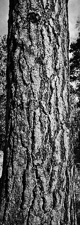 7575_FM_BW_CA_RED_WOODS_01_6.jpg