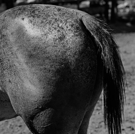 36100_BW_SQ_MT_WHITE_FISH_03_8.jpg