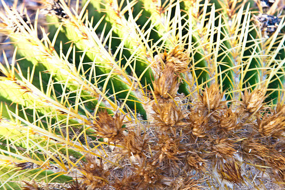0031_La_Arizona_5L8Y5112