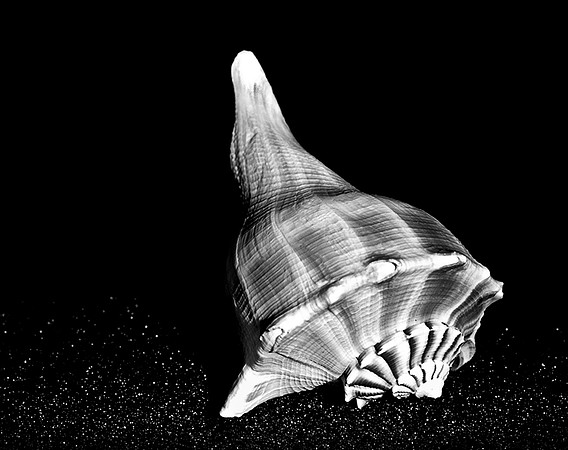 42434_FM_4X5_BW_MUREX_WHELK_SHELLS_FL_04 _04.jpg