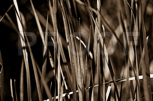 Everglsades, nature