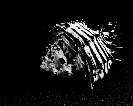 42455_FM_4X5_BW_BLACK_MUREX_SHELLS_FL_04_01.jpg