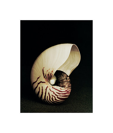 42472_Shells_B_5_577_6_593