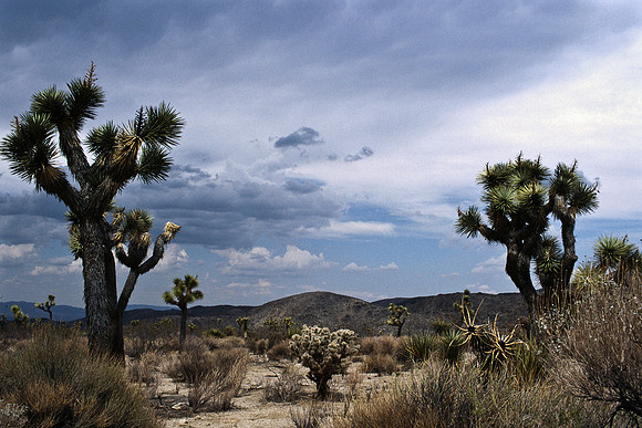 47912_B17_SL_COLOR_JOSHUA TREE_CA_97_16.jpg