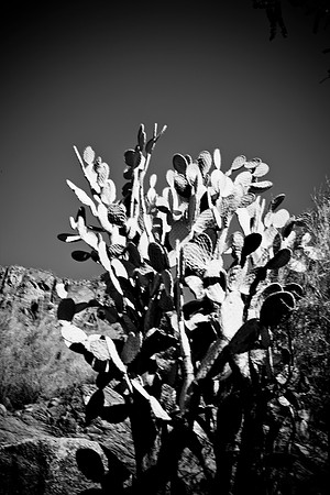 0031_La_Arizona_5L8Y5290