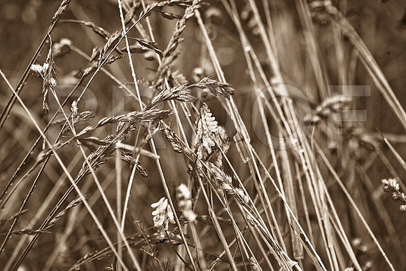 Maine 2006