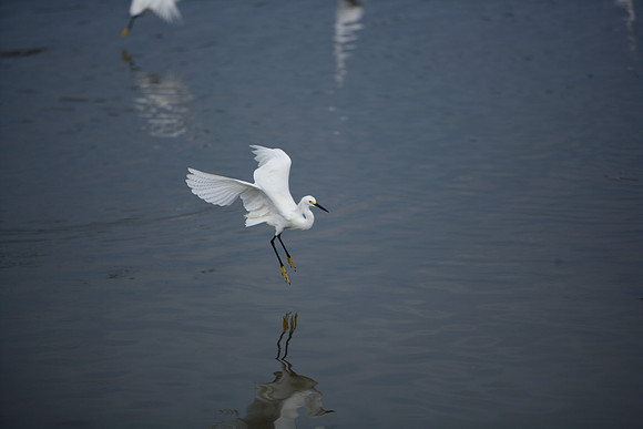 85545_ZV4N_7167_Miami_To_Sanibel_Island_FL