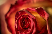 20140722_Roses_Dry_Studio_Shots_CG3P0259