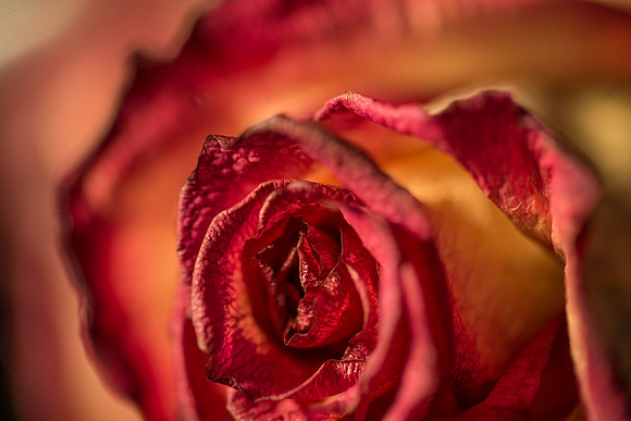 20140722_Roses_Dry_Studio_Shots_CG3P0259