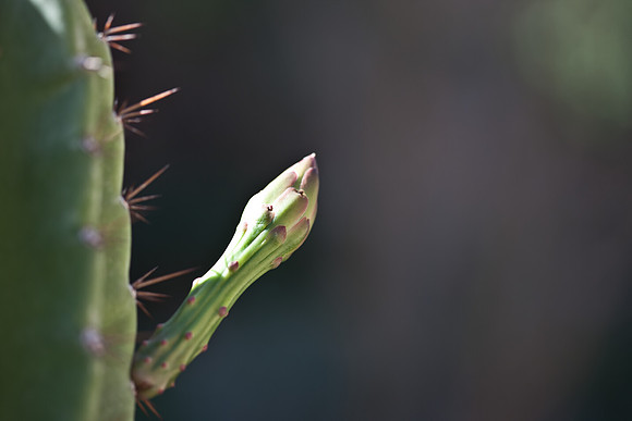 0031_La_Arizona_5L8Y5595