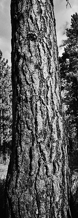7575_FM_BW_CA_RED_WOODS_01_10.jpg