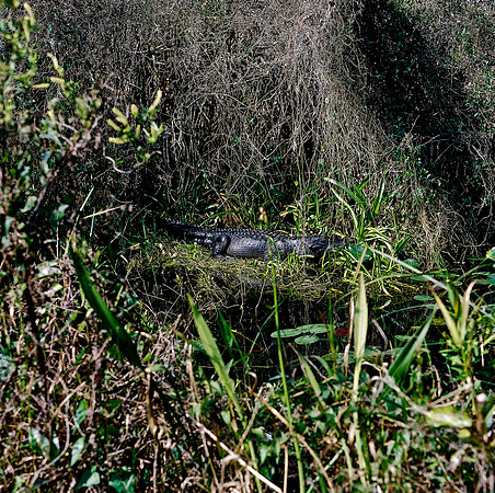 84694_EVERGLADES 33932_AZ1207-R4-E043