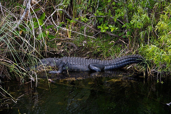 84673_ZV4N_1386_Everglades_Shark_Valley_FL_USA