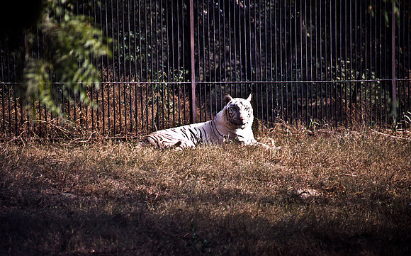47304_SL_COLOR_INDIA_1987_16