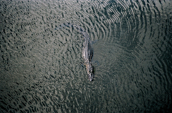 84694_EVERGLADES 33942R5__Azuley-R5-15A
