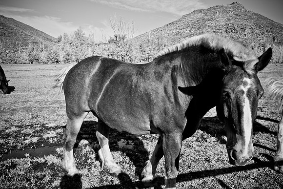 0021_Wyonming_To_Ketchem_Sun_Valley_ID_5L8Y8042