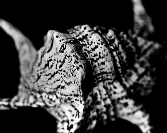 42430_FM_4X5_BW_CHIAGRA_FL_04_08.jpg