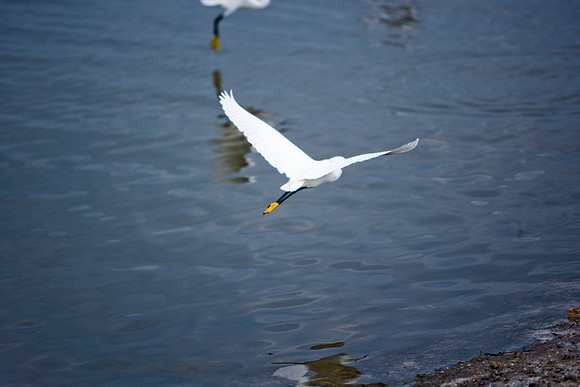 85540_ZV4N7101_Miami_To_Sanibel_Island_FL_Sanibel_FL_USA