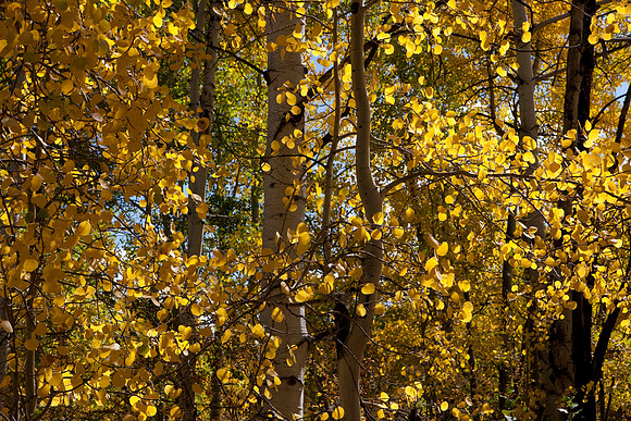 20080829_DVD15_DG_USA_Aspen_2125_full_blead